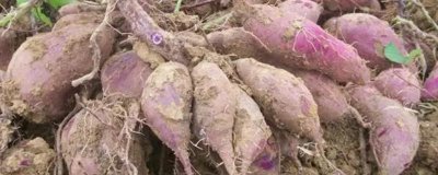 紫薯的價(jià)格，各地區(qū)的價(jià)格不一樣