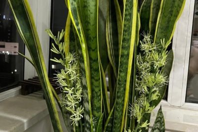 不用勤澆水的省心室內(nèi)盆栽植物，這7種可嘗試種植