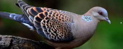 斑鳩能否人工養(yǎng)殖，辦理相關(guān)證件即可養(yǎng)殖