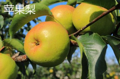 蘋果梨的產(chǎn)地，多分布于東北、華北和西北