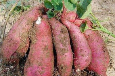 哪些蔬菜適合在夏天種植，包括豇豆、南瓜、絲瓜等品種