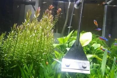 怎樣清除水草上的綠藻，可人工清除或生物防治等