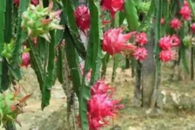 火龍果是仙人掌的果實嗎，是火龍果樹的果實屬于仙人掌科