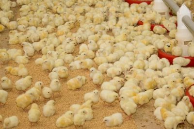 蛋雞飼料添加劑的原料種類，常見(jiàn)玉米、麥類、豆餅等類型