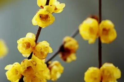 臘梅的花語，并非梅類