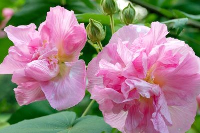 木芙蓉花的寓意，寓意純潔美麗、富貴吉祥等