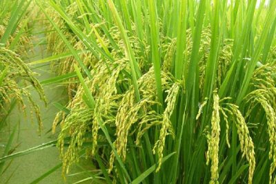 福興優(yōu)靚占水稻品種簡介，每畝有效穗數(shù)17.1萬