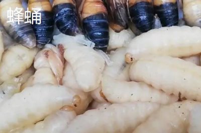 蜂產(chǎn)品之間的區(qū)別，來源各不相同