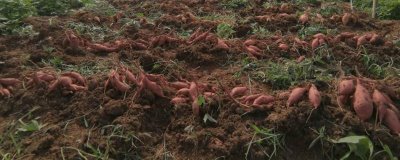 甘薯高產種植方法，深耕土壤有助提高產量