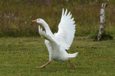 常見的家禽種類，一般是以卵、肉、羽毛等的生產(chǎn)為目的