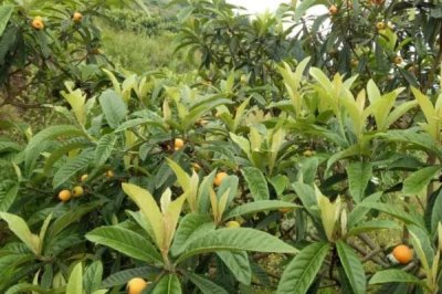 枇杷怎么施肥，幼樹的施肥原則為薄肥勤施