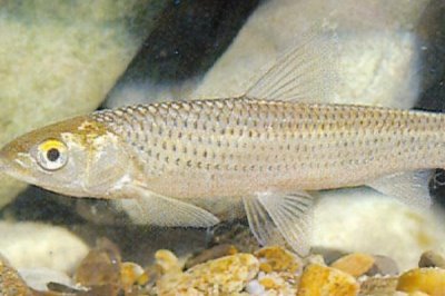 紅眼睛紅尾巴像草魚是什么魚，赤眼鱒、麥鯪或烏頭魚都有可能