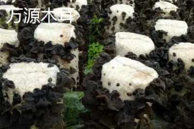 四川省萬源市的特產，紅豆腐是當?shù)赝撂禺a品