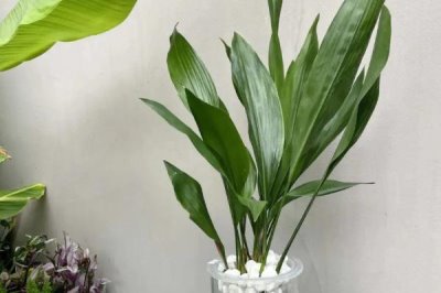 喜陰耐寒的室內(nèi)植物花卉有哪些，常見的有茶花、風(fēng)信子、郁金香等