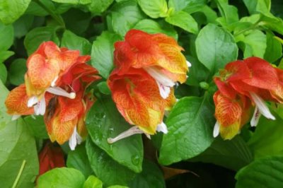 蝦衣花的養(yǎng)護(hù)方法，控制好光線及溫濕度