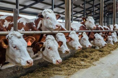肉牛吃什么飼料長得快，可喂食草料、青貯飼料和精料補充料