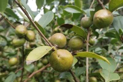 大果寒露2號油茶，為大果早花型品種