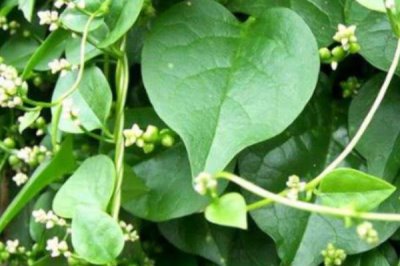 藤三七的種植方法，通常都是采用扦插繁殖的方法