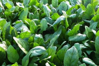 8月底適合種植什么蔬菜，可以種秋菠菜、茼蒿、香菜等