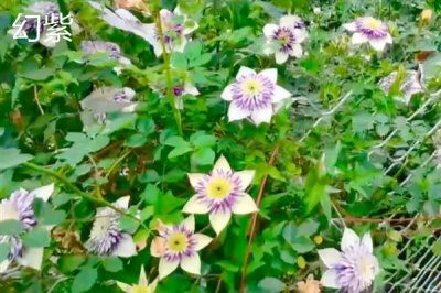 鐵線蓮的花語，寓意高潔美麗、和平和諧等