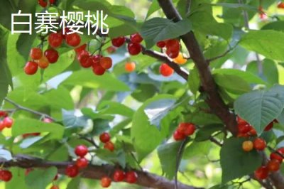 河南新密市的特產(chǎn)，當(dāng)?shù)禺a(chǎn)的金銀花品質(zhì)極好
