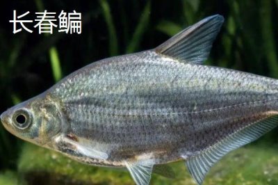 鳊魚的產(chǎn)地，主要分布于長江中、下游附屬中型湖泊