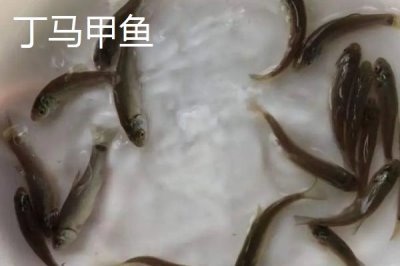 山東省臨沭縣的特產(chǎn)，臨沐太子參在東南亞市場享有盛譽(yù)