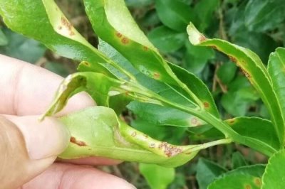 柑橘油斑病如何用藥防治，果實成熟后期可噴施絡(luò)合鈣與海藻酸