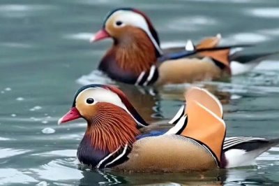 鴛鴦是什么動(dòng)物，為鴨科鴛鴦屬著名觀賞鳥(niǎo)類(lèi)