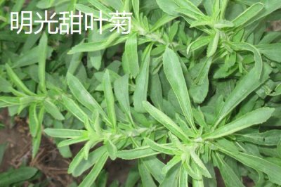 安徽省明光市的特產(chǎn)，明光梅魚(yú)一直列為席上佳肴