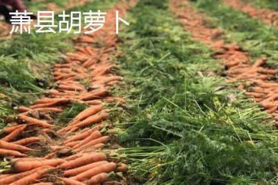 安徽省蕭縣的特產(chǎn)，高灘蘿卜久負盛名