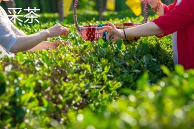 谷雨時節(jié)的習俗，采茶正值適期