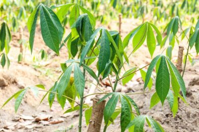 木薯施肥方法，塊根膨大期應(yīng)主施鉀肥