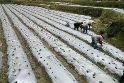雙色地膜的好處，可保墑保肥、減輕蟲害等