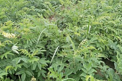 熱門的農(nóng)村水產(chǎn)養(yǎng)殖項(xiàng)目，甲魚的市場需求目前正平穩(wěn)上升