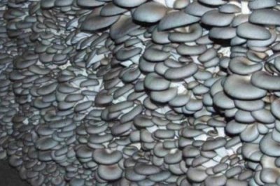 平菇如何種植才能豐產(chǎn)，關(guān)鍵是要選對優(yōu)質(zhì)高產(chǎn)的品種