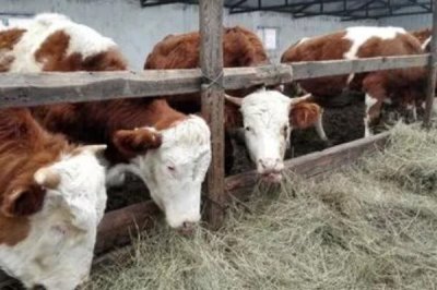 肉牛吃什么飼料長得快，可喂食草料、青貯飼料和精料補充料
