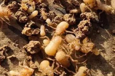 金蟬的養(yǎng)殖周期，一般為2-3年