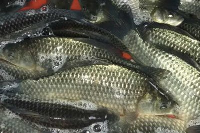 鯽魚怎么養(yǎng)，水質很重要