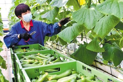 黃瓜如何正確澆水，不同生長階段的澆水方法不同