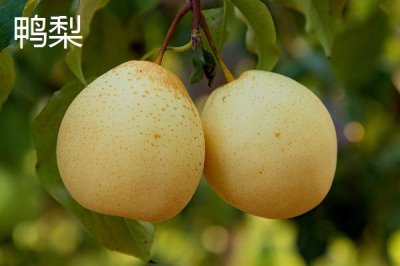 鴨梨產(chǎn)地是哪里，始于河北但山東產(chǎn)量也很大