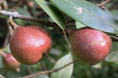 茶籽的價格，新鮮茶籽的批發(fā)價為8-12元左右/斤