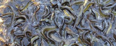 泥鰍的養(yǎng)殖成本，畝投資需要16000-17000元左右