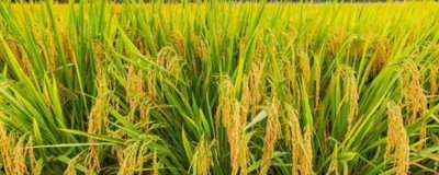 水稻對肥料的需求特點，需控施氮肥、重視施用磷鉀肥