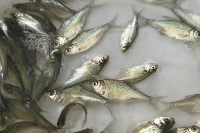 三角魴魚苗的價(jià)格,價(jià)格受產(chǎn)地等影響