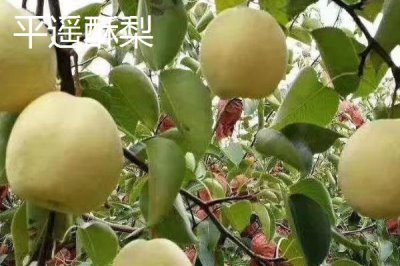 山西平遙縣的特產(chǎn)，平遙酥梨為國家農(nóng)業(yè)部地理標(biāo)志產(chǎn)品