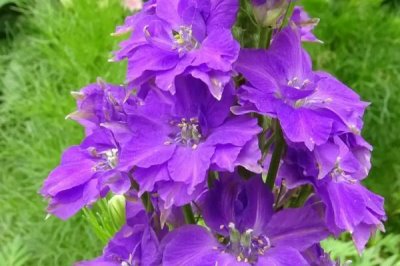 飛燕草的花語，寓意正義、自由、輕盈等