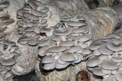 種植平菇的新方法，接種后放在通風(fēng)處使其逐漸發(fā)菌