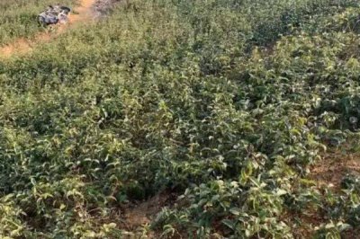 巴戟天栽培技術(shù)，選擇有一定肥力的砂壤土