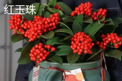 高端名貴的花卉綠植，寶蓮燈既華麗又雍容大氣